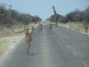 Impala