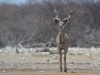 Kudu