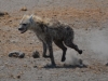 Spotted hyena