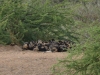 African wild dogs