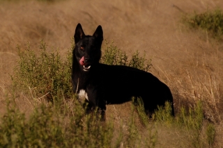 It has to be worrying when a dingo licks his chops while staring at you
