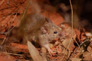 Mouse plague.  Eek!