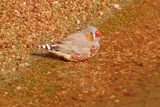 Charming little zebra finches were common on the walk around Uluru