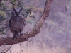Verreaux\'s giant eagle owl
