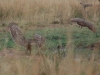 Owl chasing hamerkop