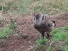 Owl eating frog