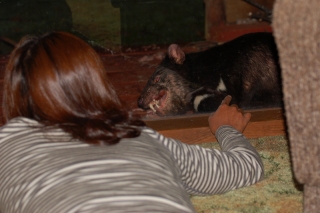Enjoy:  getting very close to wildlife in Loongana, Tasmania
