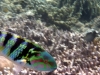 This fish, apparently pre-grilled, was so nosey that he was seldome far enough back to photograph