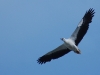 Sea eagle
