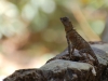 Spiny lizard
