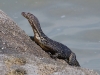 Monitor lizard
