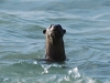 Otter!