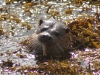 Otter with fish