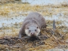 Pinknose otter