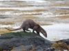 Eurasian otter on Mull