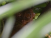 Tarsier