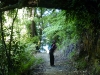 A lot of the way the track goes through ancient native forests, full of trees found nowhere else on earth