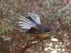 Birds flutter in the bush, like the flashy little fantail who flits around hikers like a flamenco dancer\'s fan