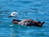 This Paradise Shelduck was on her own. Since they mate for life, she\'s probably a teenager still looking for love