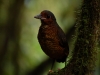 Ant-pitta #2, the Giant Ant-pitta - despite the grand name, he\'s no bigger than a blackbird