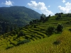 Rice terraces