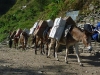 Mule train