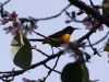 Sunbird