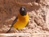 This colourful chap is a Sierra Finch