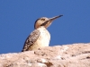 The most splendid bird up here is perhaps the Andean Flicker, though - a kind of woodpecker in a land with no trees