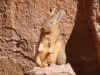 They look so cool in repose, don\'t you think?