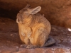 No doubt this crusty old fellow is their sensei of zen meditation
