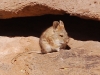...why it\'s the Bolivian Greater Mouse!  Awww!