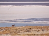 Many dusty miles further away from the smallest village is the white expanse of the Salar de Surire - the biggest saltlick a Vicuna could want