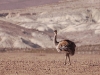 The other impressive bird of this high salt lake is the flightless Rhea