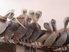 Lots of fish, for lots of Pelicans