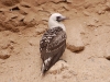 Lots for Gannets too