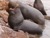 And a whole lotta Sealion!