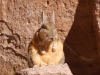Desolate, dry and dusty though it is the far north of Chile is a very fine spot for wildlife