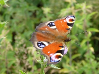 The Painted Lady, surely one of England's most common butterflies - but as colourful as almost anything in the steamy jungle