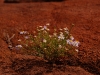 But unexpected rains this summer had turned the desert into a verdant Garden of Eden, albeit with no apple trees