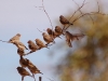Around Uluru we found zebra finches in abundance. How many zebra finches can fit on one twig?