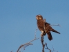 It\'s a food chain - lots of rain means lots of plants, means lots of seed, means lots of zebra finches, means happy Brown Falcons indeed