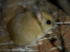 And at night at the Kings Canyon resort we were lucky to spot a tiny Spinifex Hopping Mouse