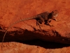 Here we found lizards, like this little Netted Dragon