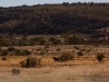 And back on the road we saw a distant Brumby - these are feral horses which have been roaming the wide open spaces for over 100 years
