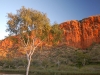 One of the Ghost Gum trees that are another icon of this landlocked landscape