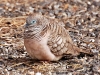 This is a Peaceful Dove apparently. I\'m not convinced, I think he looks more like an Evil Thoughts Dove