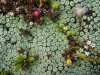 The plants up here got smaller and weirder - some looking like tiny pebbles, the size of a match head