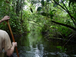 Canoeing down a limpid canal, the forest closing overhead to make a green tunnel