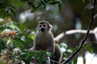 Squirrel monkey!  Awwww...